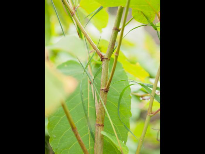 Renouée Sakhaline (Reynoutria sachalinensis)_6