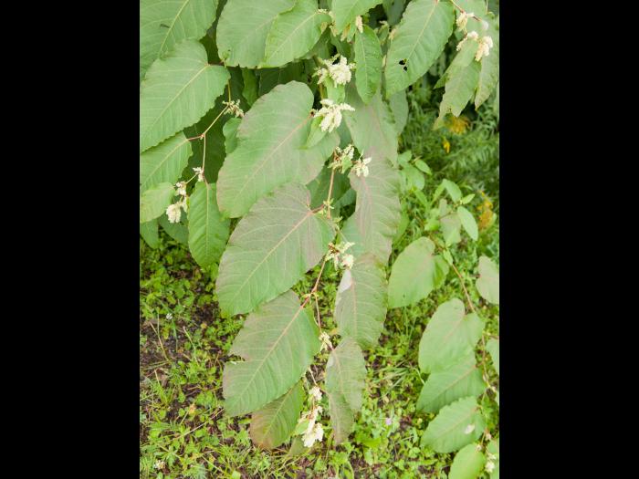 Renouée Sakhaline (Reynoutria sachalinensis)_10