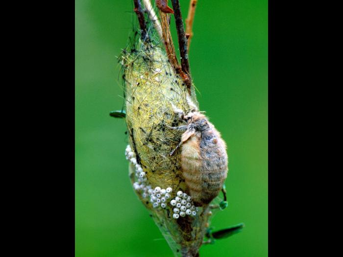 Chenille à houppes rousses (Orgyia antiqua)_1