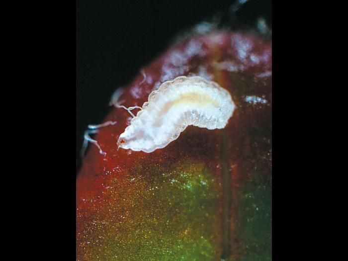 Cécidomyie des atocas (Dasineura oxycoccana)_5