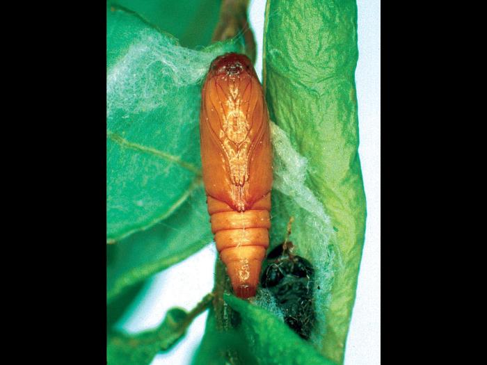 Tordeuse des canneberges (Rhopobota naevana)_2