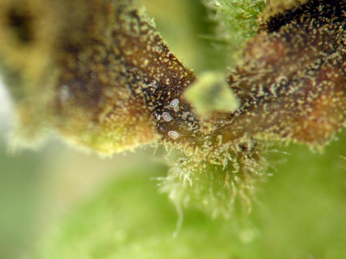 Tarsonème du fraisier (Phytonemus pallidus)_4