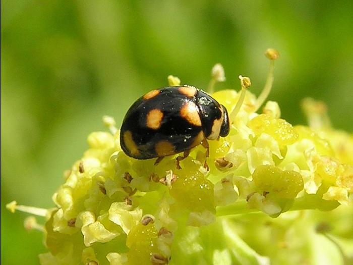 Brachiacantha ursina_1