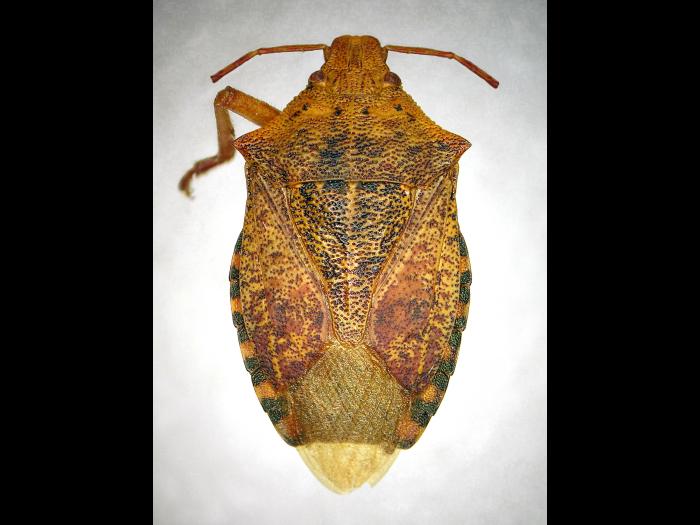 Apateticus bracteatus_1