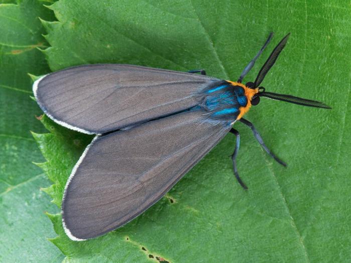 Cténuche de Virginie (Ctenucha virginica)_4