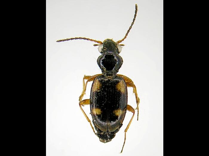 Bembidion quadrimaculatum oppositum_2