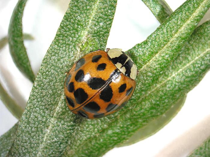 Coccinelle asiatique (Harmonia axyridis)