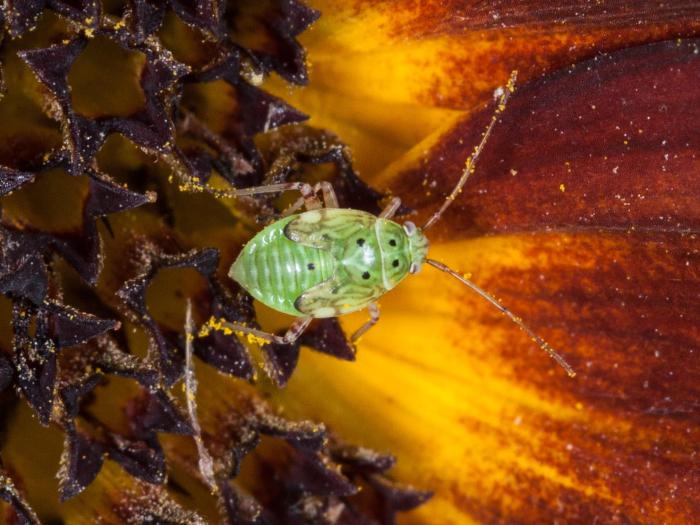 Punaise terne (Lygus lineolaris)_3