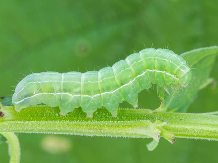 Noctuelle du salsifis (Amphipyra tragopoginis)_2