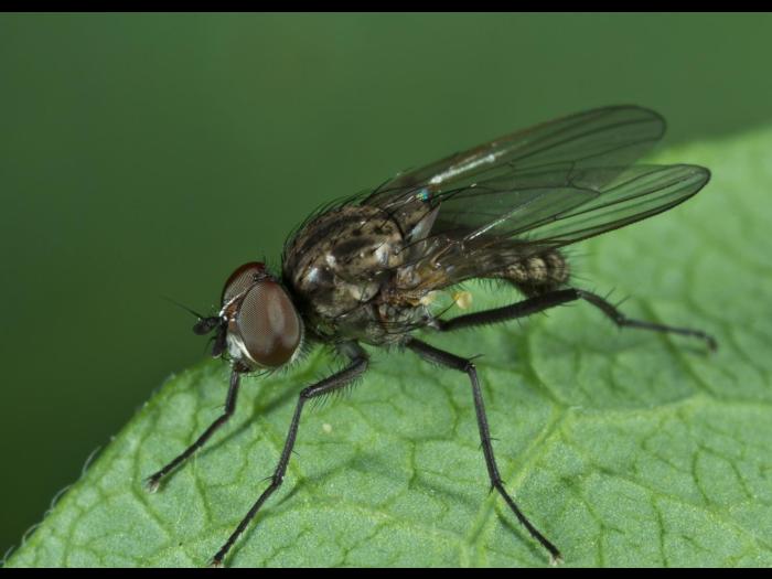 Mouche des semis (Delia platura)_6