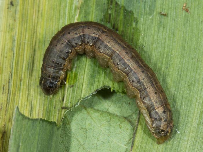 Légionnaire d'automne (Spodoptera frugiperda)_7