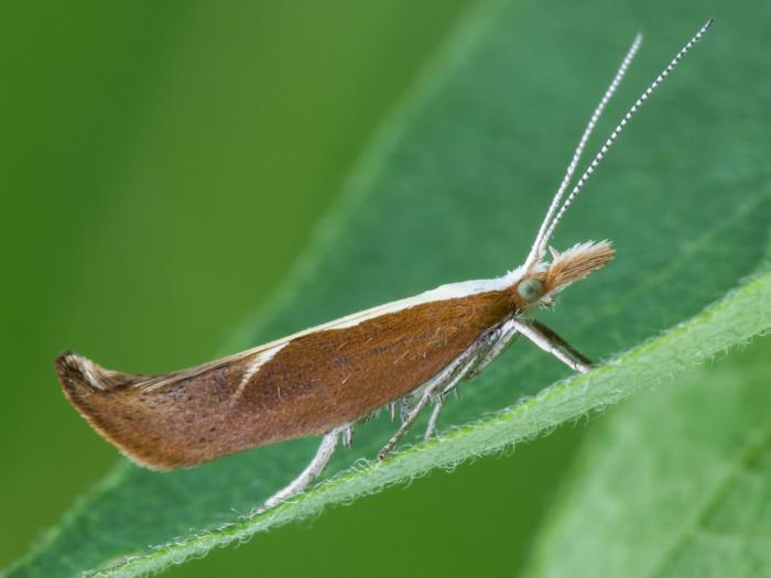 Enrouleuse du chèvrefeuille (Ypsolopha dentella)_6
