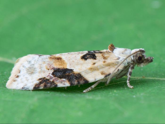 Tordeuse à bandes grises (Argyrotaenia mariana)_5