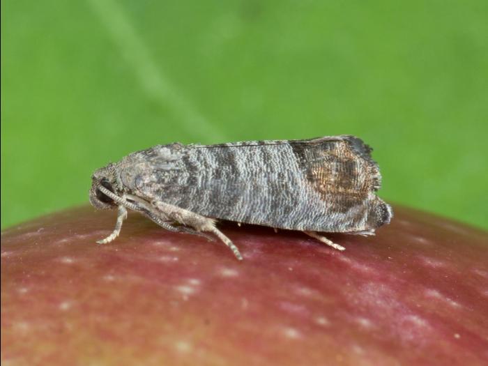 Carpocapse de la pomme (Cydia pomonella)_6