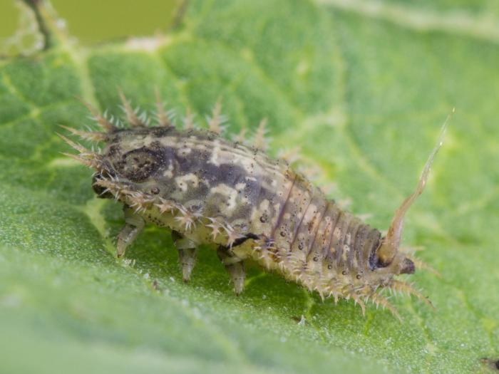 Casside verte (Cassida rubiginosa)_4