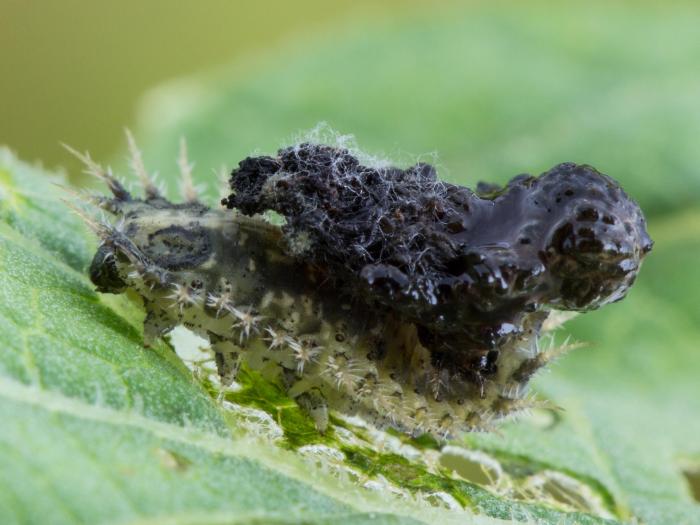 Casside verte (Cassida rubiginosa)_5