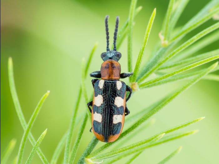 Criocère de l'asperge (Crioceris asparagi)_1
