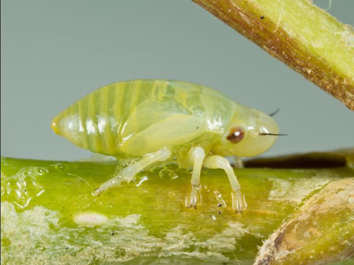 Cercope des prés (Philaenus spumarius)_6