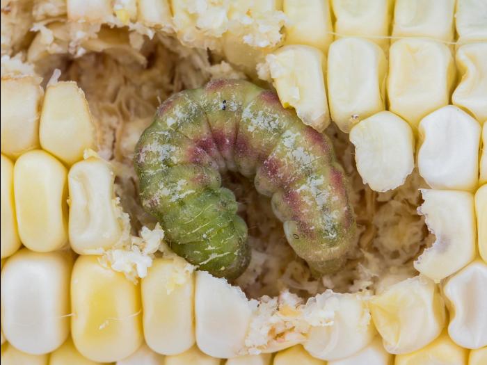 Ver de l'épi du mais (Helicoverpa zea)_10