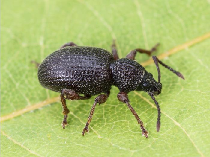 Charançon de la racine du fraisier (Otiorhynchus ovatus)_4