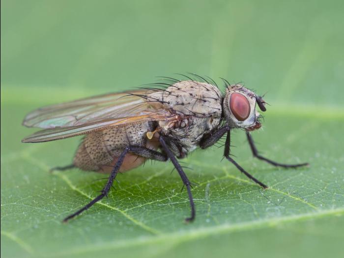 Mouche de l'oignon (Delia antiqua)_6