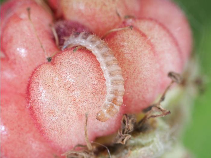 Byture framboise (Byturus unicolor)_8