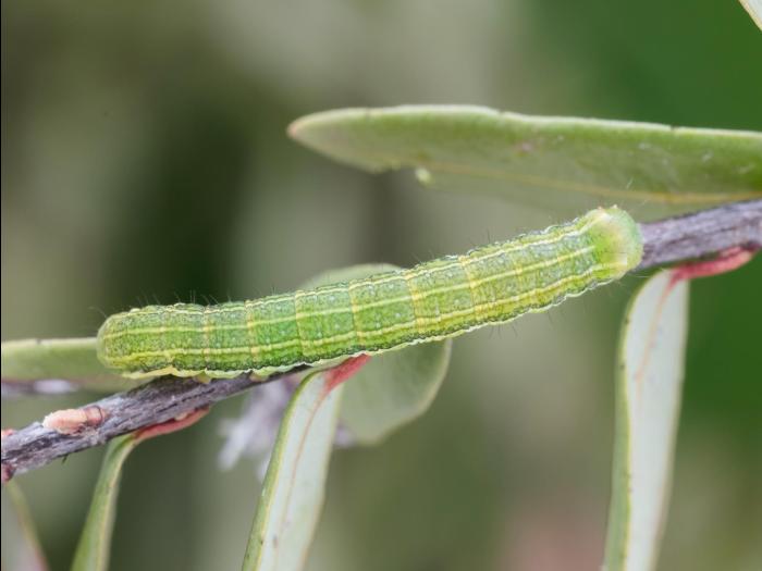 Fausse légionnaire (Xylena nupera)_6