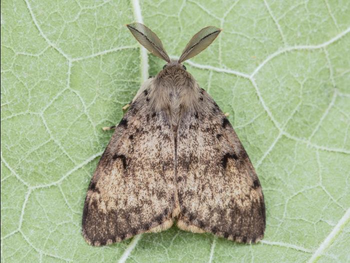 Spongieuse (Lymantria dispar)_9