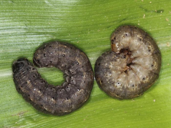 Ver-gris noir (Agrotis ipsilon)_8