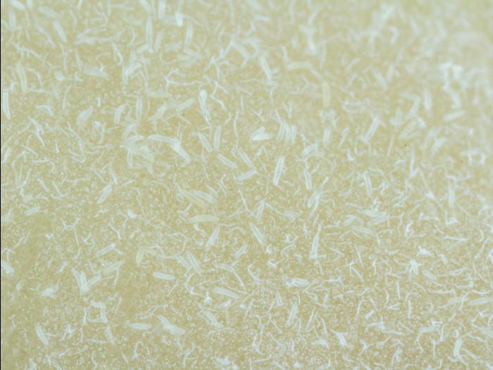 Phytopte de la tulipe (Aceria tulipae)_2