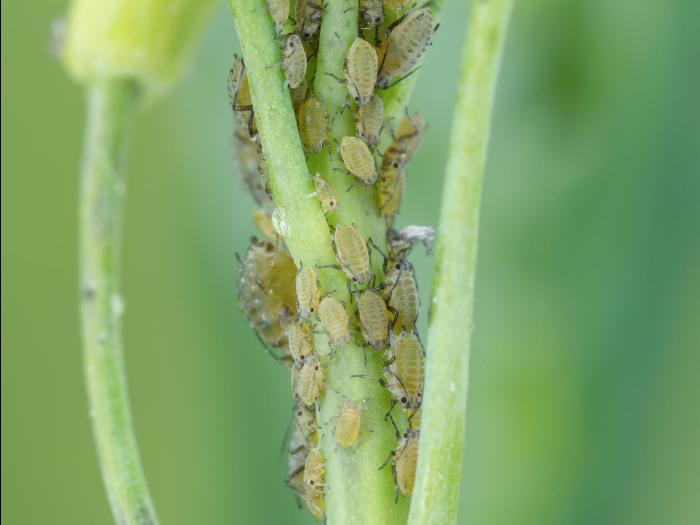 Lipaphis pseudobrassicae_2