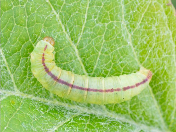 Eupithécie resctangulaire (Pasiphila rectangulata)_8