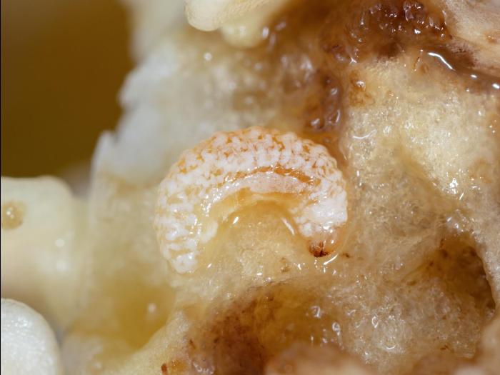 Charançon du poivron (Anthonomus eugenii)_7