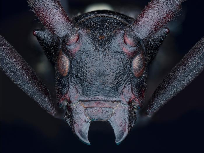 Longicorne noir (Monochamus scutellatus)_2