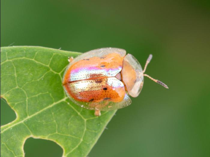 Casside dorée (Charidotella sexpunctata bicolor)_3