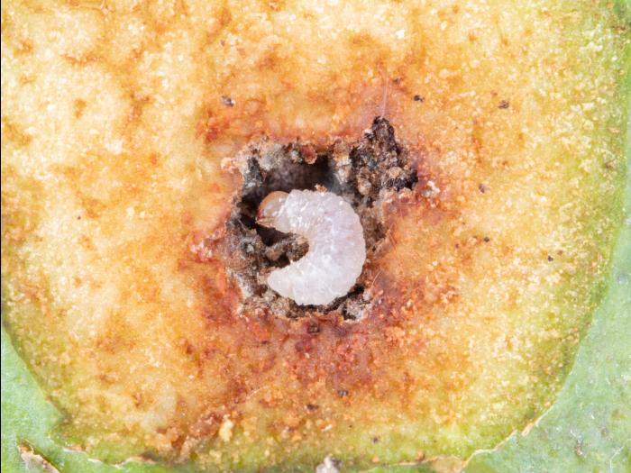 Charançon de la pomme (Anthonomus quadrigibbus)_9