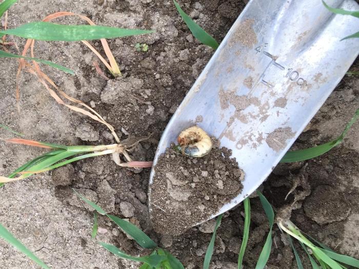 Hanneton commun (Phyllophaga anxia)_7