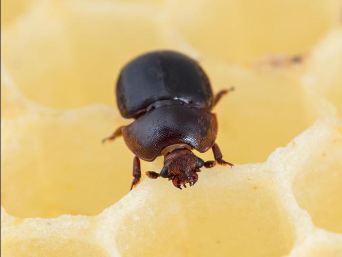 Petit coléoptère de la ruche (Aethina tumida)