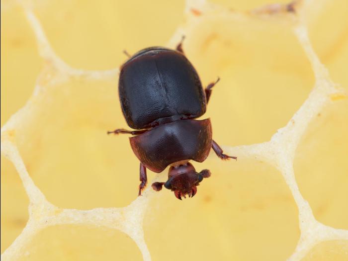 Petit coléoptère de la ruche (Aethina tumida)