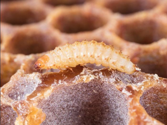 Petit coléoptère de la ruche (Aethina tumida)