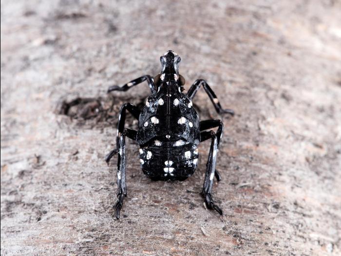 Fulgore  tacheté (Lycorma delicatula)_3