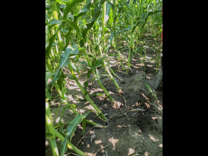 Maïs grain et fourrager - Chrysomèle des racines du maïs de l'ouest (Diabrotica virgifera virgifera)_2