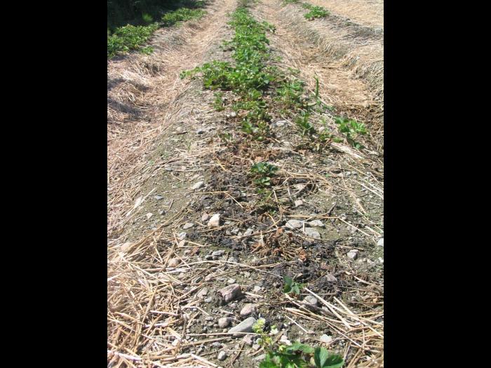 Fraise - Charançon noir de la vigne (Otiorhynchus sulcatus)_5