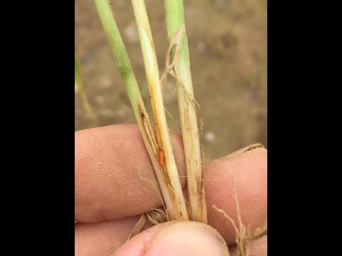 Blé - Oscinie des céréales (Oscinella pusilla)_1