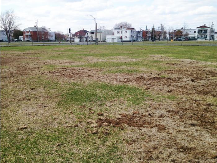 Gazons - Hanneton européen (Amphimallon majale)_1