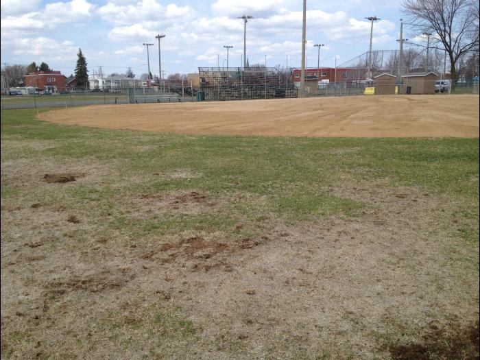 Gazons - Hanneton européen (Amphimallon majale)_2