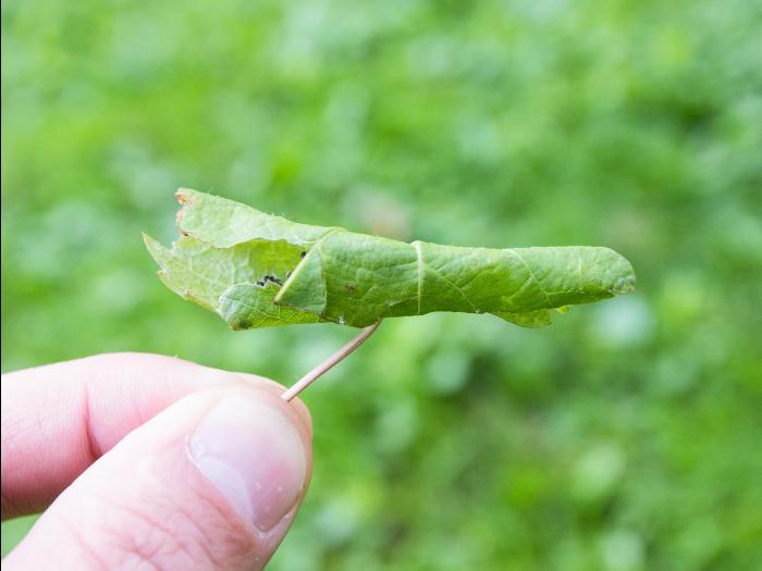 Vigne (raisin) - Plieuse de la vigne (Desmia funeralis)_3