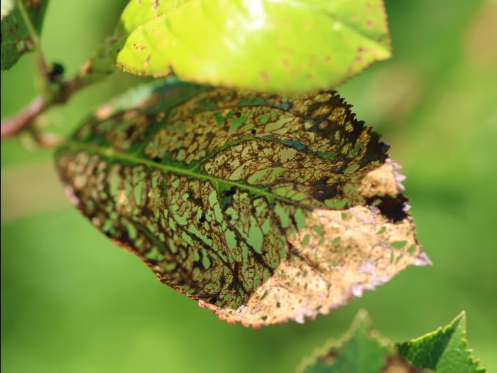 Aronie à fruits noirs - Scarabée japonais (Popillia japonica)_2