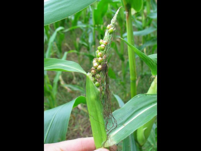 Maïs grain et fourrager - Croix-épi