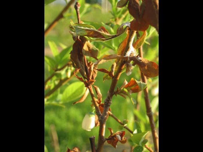 Bleuet en corymbe - Excès de fertilisation